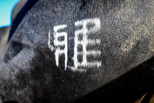 Nos fermes, Miyabi Groupe l'excellence du boeuf wagyu